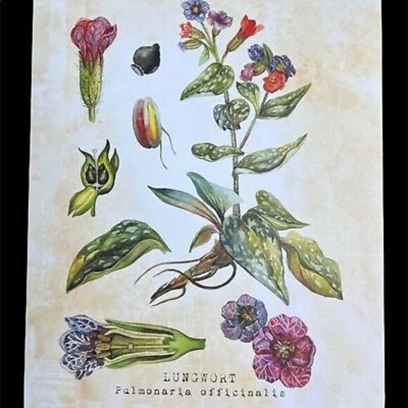 NEW Set of Six 8 X 10 UNFRAMED Botanical Prints by Tavenly Spring Summer Gift - Picture 3 of 10